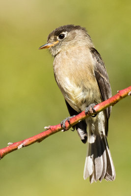 Black-capped Flycatcher