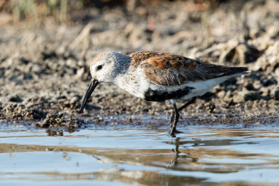 Dunlin