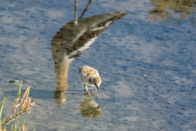 Avocet chick next to parent's reflection