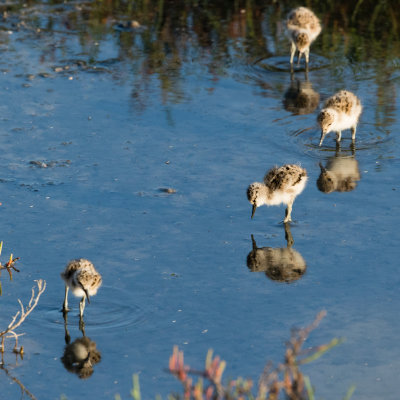 4 Avocet chicks