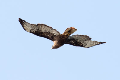 Dark rufous morph Red-tailed Hawk kiting
