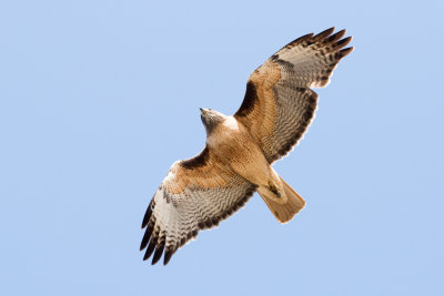 Light morph Red-tailed Hawk kiting