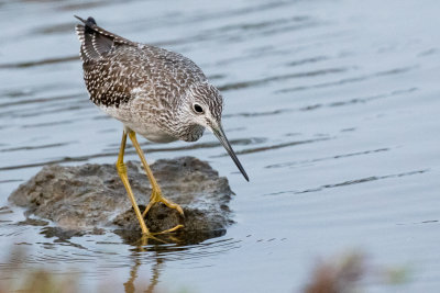 Greater Yellowlegs