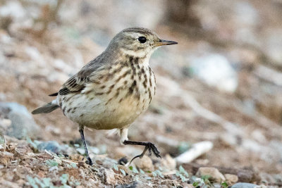 American Pipit