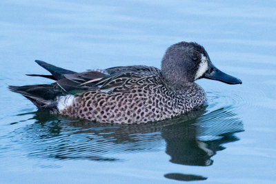 Blue-winged Teal