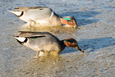 Green-winged Teals, Eurasian and North American