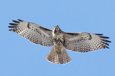 Red-tailed Hawk