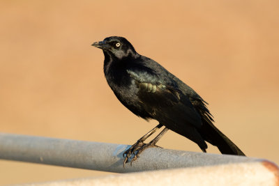 Great-tailed Grackle