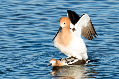 Avocets Mating