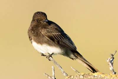 Black Phoebe