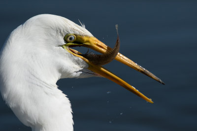 Great Egret with fish