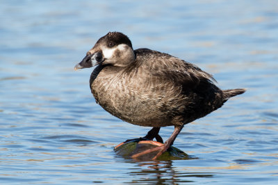 Surf Scoter