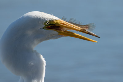 Great Egret with fish