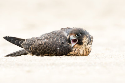 Juvenile Peregrine Falcon