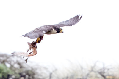 Adult Peregrine Falcon carrying bird carcass