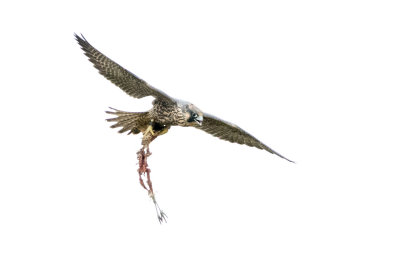 Juvenile Peregrine Falcon carrying bird carcass