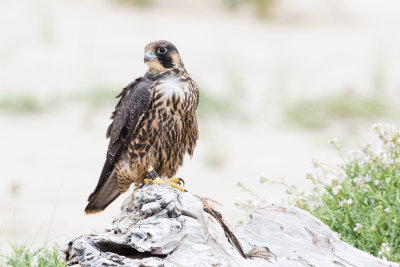 Juvenile Peregrine Falcon