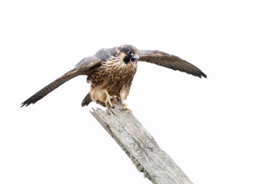 Juvenile Peregrine Falcon