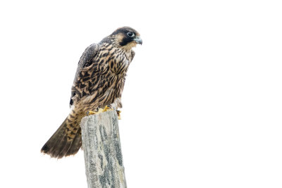 Juvenile Peregrine Falcon