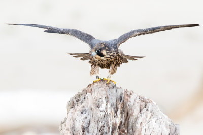 Juvenile Peregrine Falcon