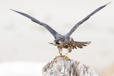 Juvenile Peregrine Falcon