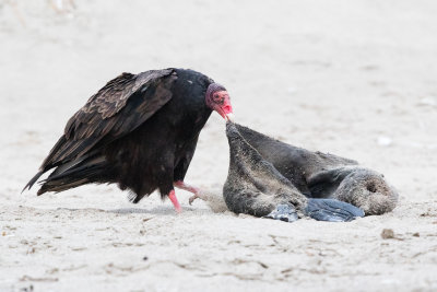 Turkey Vulture feeding on Sea Lion