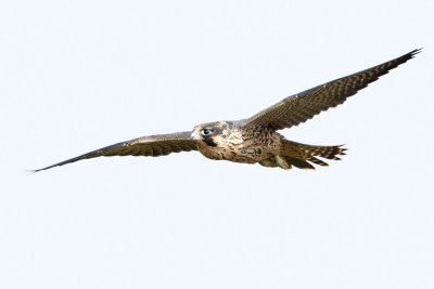 Juvenile Peregrine Falcon