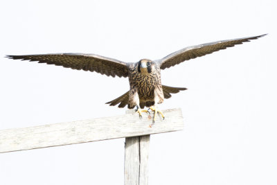 Juvenile Peregrine Falcon