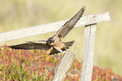 Juvenile Peregrine Falcon