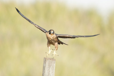 Juvenile Peregrine Falcon