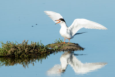 Forster's Tern