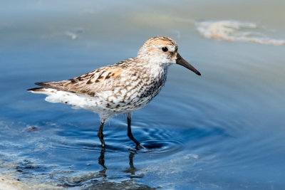 Western Sandpiper