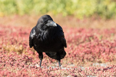 Common Raven