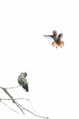 Rufous vs. Anna's Hummingbirds