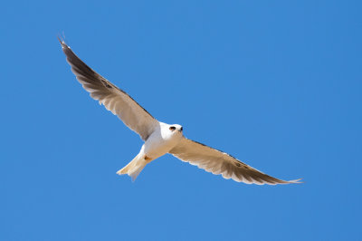 White-tailed Kite