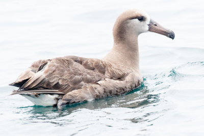 Black-footed Albatross