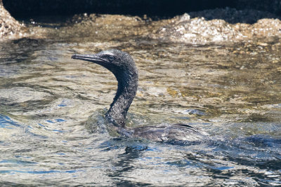 Brandt's Cormorant, juvenile