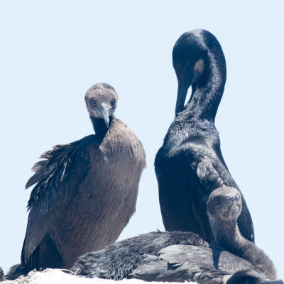 Brandt's Cormorants