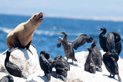 Brandt's Cormorants and Sea Lion