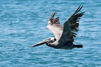 Brown Pelican