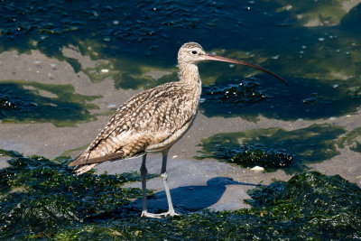 Long-billed Curlew