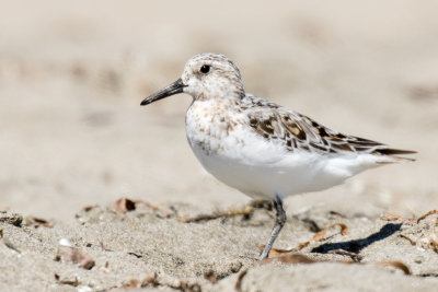 Sanderling