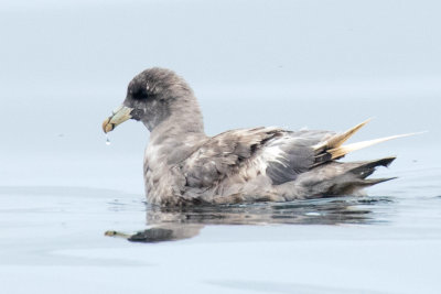 Northern Fulmar