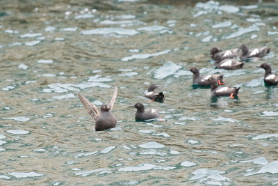 Pigeon Guillemots