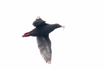 Pigeon Guillemot with fish