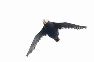 Tufted Puffin