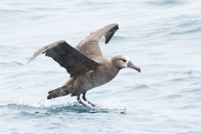 Black-footed Albatross landing