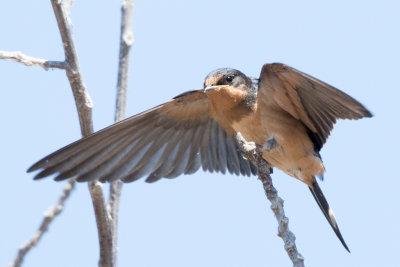 Barn Swallow fledgling