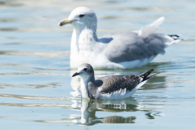 Sabine's Gull in front of California Gull