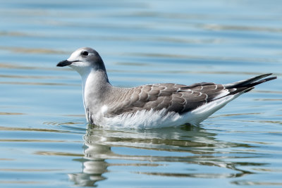 Juvenile Sabine's Gull